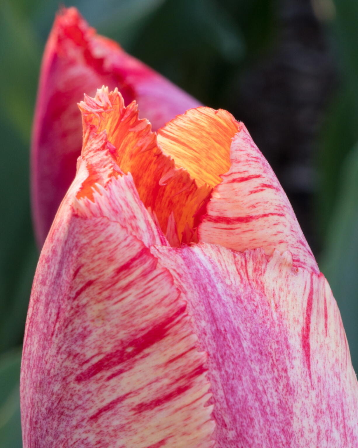 A Sunset Miami Tulip at Brookside Gardens in Wheaton, Md.