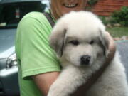 Art Hegeman of rural New Market, Va., holds a Great Pyrenees pup July 8, 2008. The pup eventually grew to 120 pounds and was used as a livestock guardian dog to protect ornamental fowl.