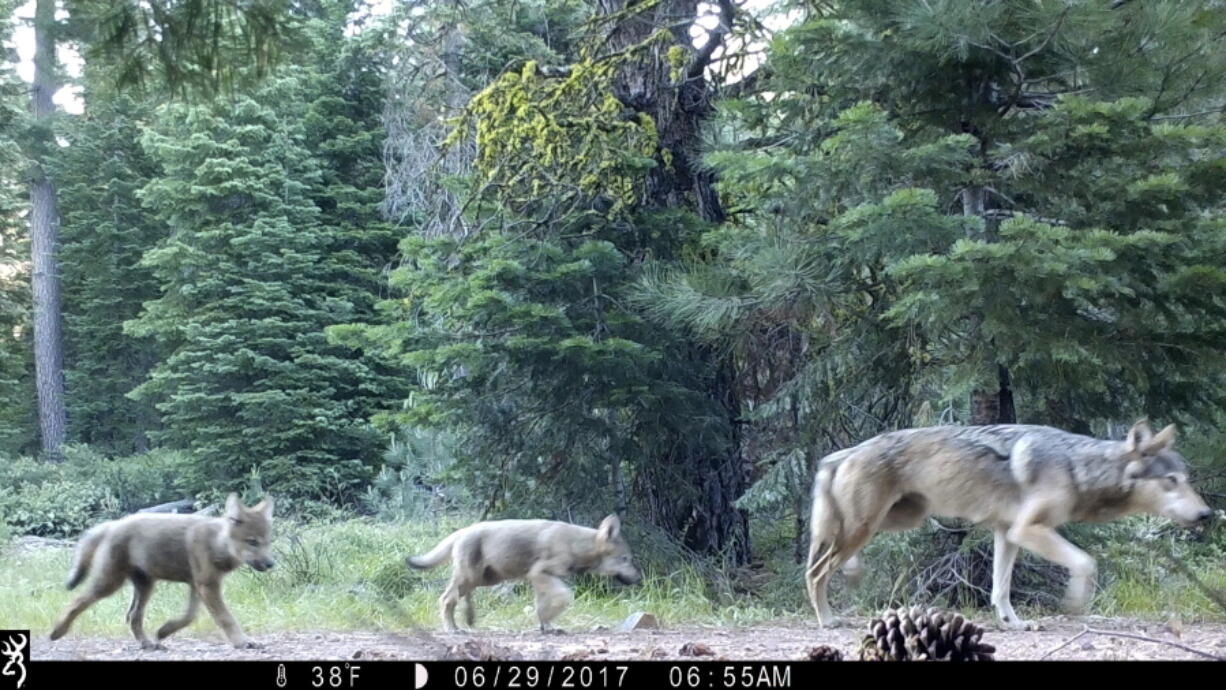 This June 29, 2017, remote camera image released by the U.S. Forest Service shows a female gray wolf and two of the three pups born this year in the wilds of Lassen National Forest in Northern California. California wildlife officials said Wednesday, July 5, the female gray wolf and her mate have produced at least three pups this year in the wilds of Lassen County. (U.S.