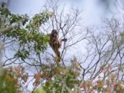 FILE - In this Jan. 7, 2016, file photo, a wild orangutan sits on a tree branch in Sungai Mangkutub, Central Kalimantan, Indonesia. Conservation group Borneo Orangutan Survival Foundation (BOSF) says nearly a fifth of the forest belonging to an orangutan sanctuary on the Indonesian part of Borneo has been occupied and damaged by people living near the area, threatening efforts to rehabilitate the critically endangered great apes for release into the wild.