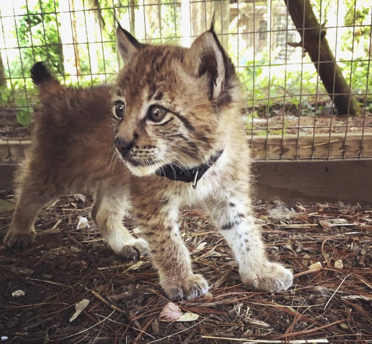 A Siberian Lynx named Mowgli, one of two 7-week-old lynx that have gone missing from the facility. Animal Gardens caretaker Danette Vincenti says the staff at the zoo last saw the lynx about 5 p.m. Monday, July 3, 2017. Vincenti believes the top of the cats’ cage was sliced open to make it look like they escaped. She says it’s likely someone stole them and is trying to sell them on the black market.