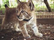 A Siberian Lynx named Mowgli, one of two 7-week-old lynx that have gone missing from the facility. Animal Gardens caretaker Danette Vincenti says the staff at the zoo last saw the lynx about 5 p.m. Monday, July 3, 2017. Vincenti believes the top of the cats’ cage was sliced open to make it look like they escaped. She says it’s likely someone stole them and is trying to sell them on the black market.