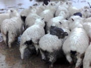 Three rabbits sit on the back of sheep as they avoid rising flood waters on a farm near Dunedin, New Zealand. Three wild rabbits managed to escape rising floodwaters in New Zealand by clambering aboard a flock of sheep and surfing to safety on their woolly backs.