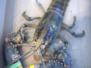 A rare blue lobster caught by local lobsterman, Greg Ward, is on display at the Seacoast Science Center in Rye, N.H., on Tuesday. Ward initially thought he had snagged an albino lobster when he examined his catch off the coast Monday where New Hampshire borders Maine. The Rye lobsterman quickly realized his hard-shell lobster was a unique blue and cream color.