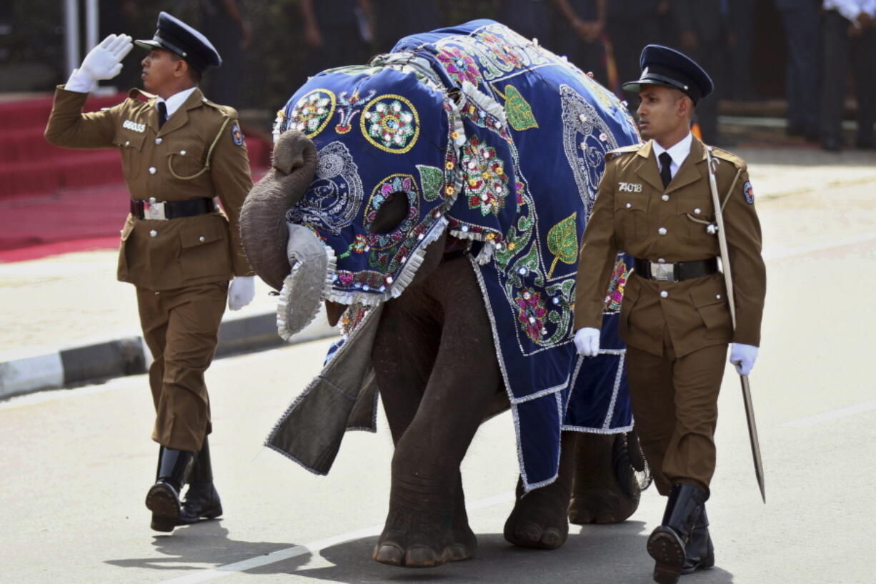 In this May 19, 2015 file photo, Sri Lankan police officers march with a ceremonially dressed elephant calf during a Victory Day parade in Matara, about 165 kilometers (103 miles) south of Colombo, Sri Lanka. Sri Lanka’Äôs government says it is ready to forgive the owners of poached elephants and give them a chance to apply for an elephant license provided they can prove in court that they did not know the animals that were confiscated from them had been illegally captured from the wild. Though capturing wild elephants has been banned for decades and registration records indicate there should be only 127 elephants in captivity, most of them older, young elephants are a common sight in the country’s 400 or so Buddhist religious processions and traditional ceremonies every year.