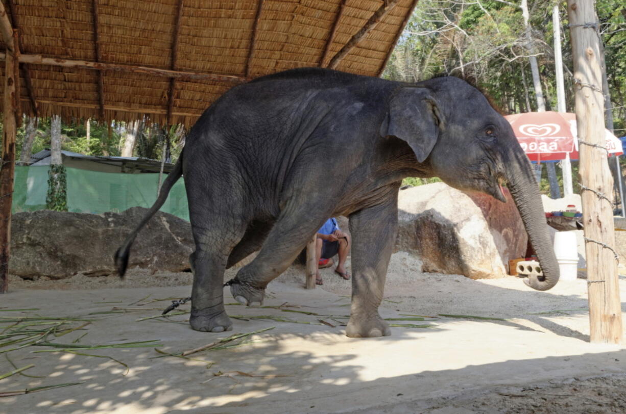 An elephant used for entertainment is seen at a venue in Thailand. London-based World Animal Protection says it wants tourists to know that the elephant you rode during your vacation in Thailand is probably a miserable victim of abuse.