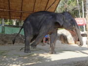 An elephant used for entertainment is seen at a venue in Thailand. London-based World Animal Protection says it wants tourists to know that the elephant you rode during your vacation in Thailand is probably a miserable victim of abuse.