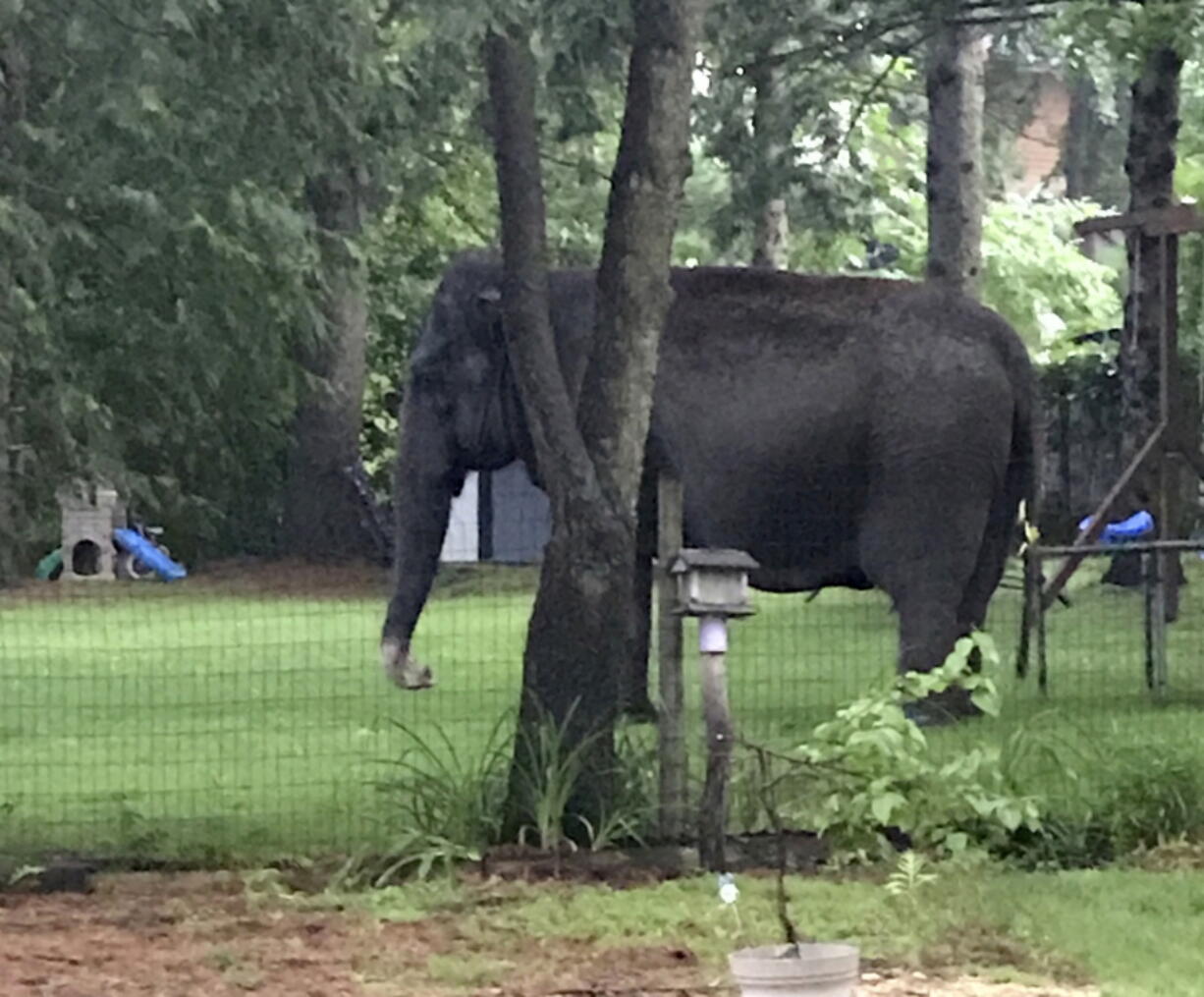 An elephant walks in the yard of home Friday in Baraboo, Wis. Law enforcement officers quickly got in touch with the nearby Circus World Museum, home to the wandering pachyderm. A trainer arrived and led the elephant back to the circus complex.