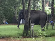 An elephant walks in the yard of home Friday in Baraboo, Wis. Law enforcement officers quickly got in touch with the nearby Circus World Museum, home to the wandering pachyderm. A trainer arrived and led the elephant back to the circus complex.