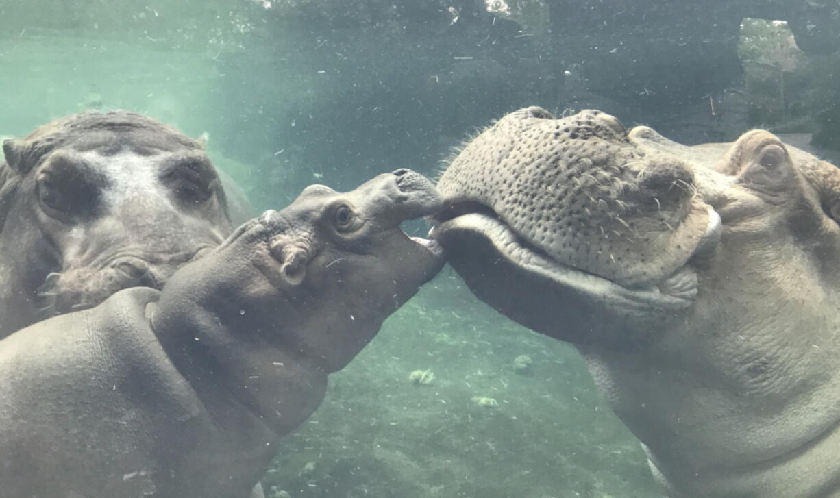 Fiona, a baby Nile hippopotamus, swims outside for the first time with her father, Henry, right, as her mother, Bibi, left, watches Tuesday at the Cincinnati Zoo.