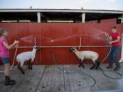 Hope Roberts, 11, of Amboy, left, playfully exchanges squirts of water with her brother, Lane, 12, while helping to clean his sheep, Pistol Whip, left, and Fred near the Hoof Beats 4-H Club barn during the Clark County Fair on Wednesday evening. Lane Roberts said Pistol Whip and Fred are twins and are both Hampshire sheep, who he helped to raise.