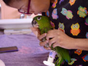 Pete the parrot tries out a new prosthetic leg with Dr. La’Toya Latney at Penn Vet’s Ryan Hospital.