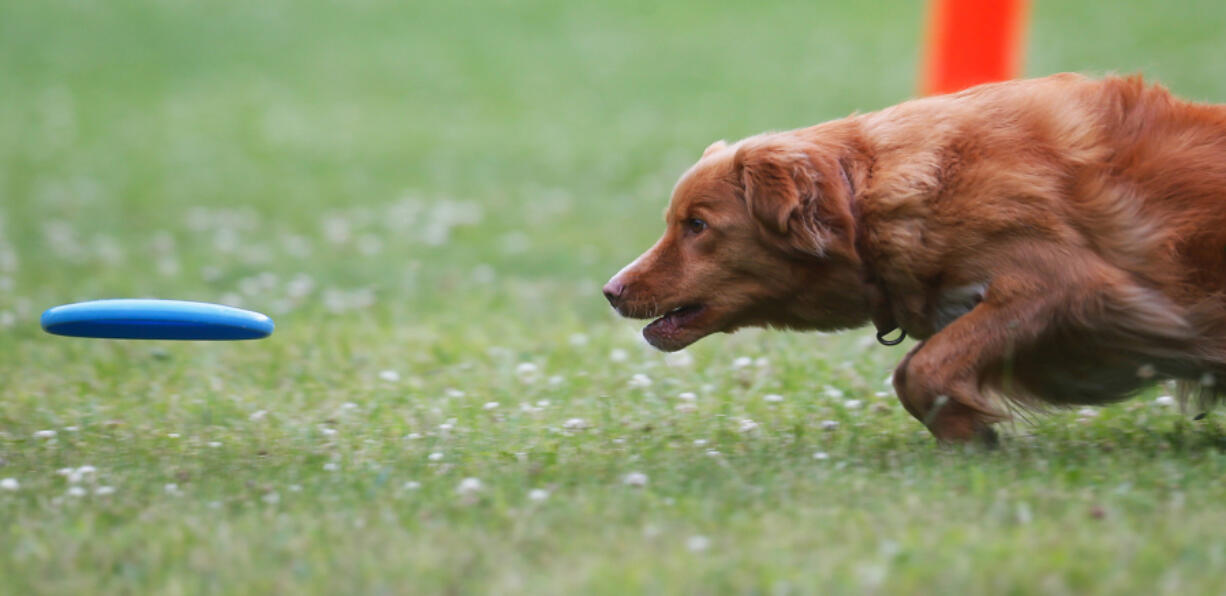 Caper, an 8-year-old Nova Scotia duck tolling retriever, goes for a flying disc thrown by his owner Kathy Gaddis in Silver Lake Ohio.