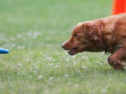 Caper, an 8-year-old Nova Scotia duck tolling retriever, goes for a flying disc thrown by his owner Kathy Gaddis in Silver Lake Ohio.