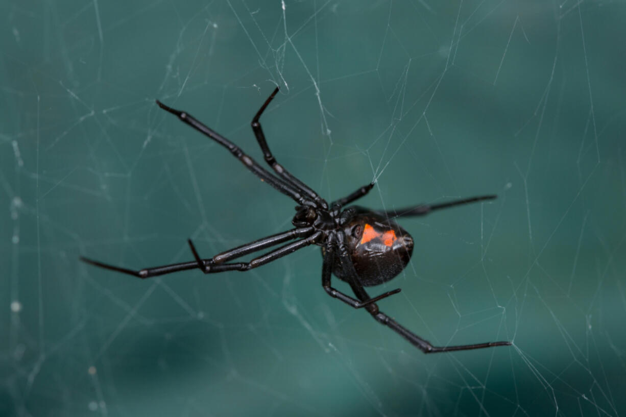 A female black widow (Latrodectus hesperus) spider sits on her web in a dark corner of an Arizona garden.