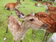 Deer in Nara, Japan iStock