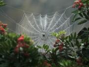 Scientists found that the orb-weaver spider dismantles its web during a total eclipse.