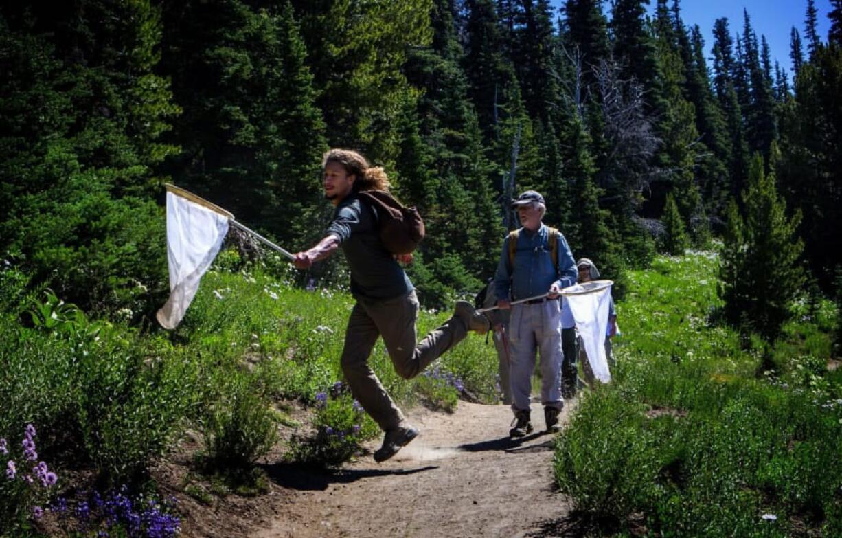 Tucker Grigsby, an intern with the Cascades Butterfly Project, jumps to catch a butterfly in Mount Rainier National Park as volunteer Mark Johnston from Leavenworth watches.