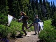 Tucker Grigsby, an intern with the Cascades Butterfly Project, jumps to catch a butterfly in Mount Rainier National Park as volunteer Mark Johnston from Leavenworth watches.