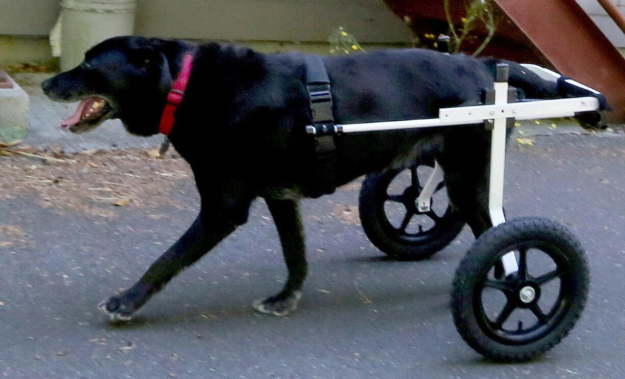 Ten-year-old Sadie takes to her cart and return of mobility immediately July 28, 2017 in Freeland, Wash.