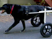 Ten-year-old Sadie takes to her cart and return of mobility immediately July 28, 2017 in Freeland, Wash.