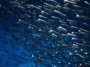 A new study finds that anchovies are attracted to some kinds of plastic, mistaking it for a tasty meal.