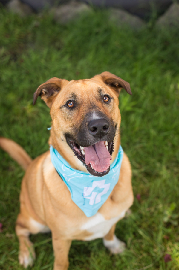 This big love is Rosco. He’s longing for some space! He was a perfect gentleman in a recent break from the shelter with a foster. He’d love to go on river visits with you!