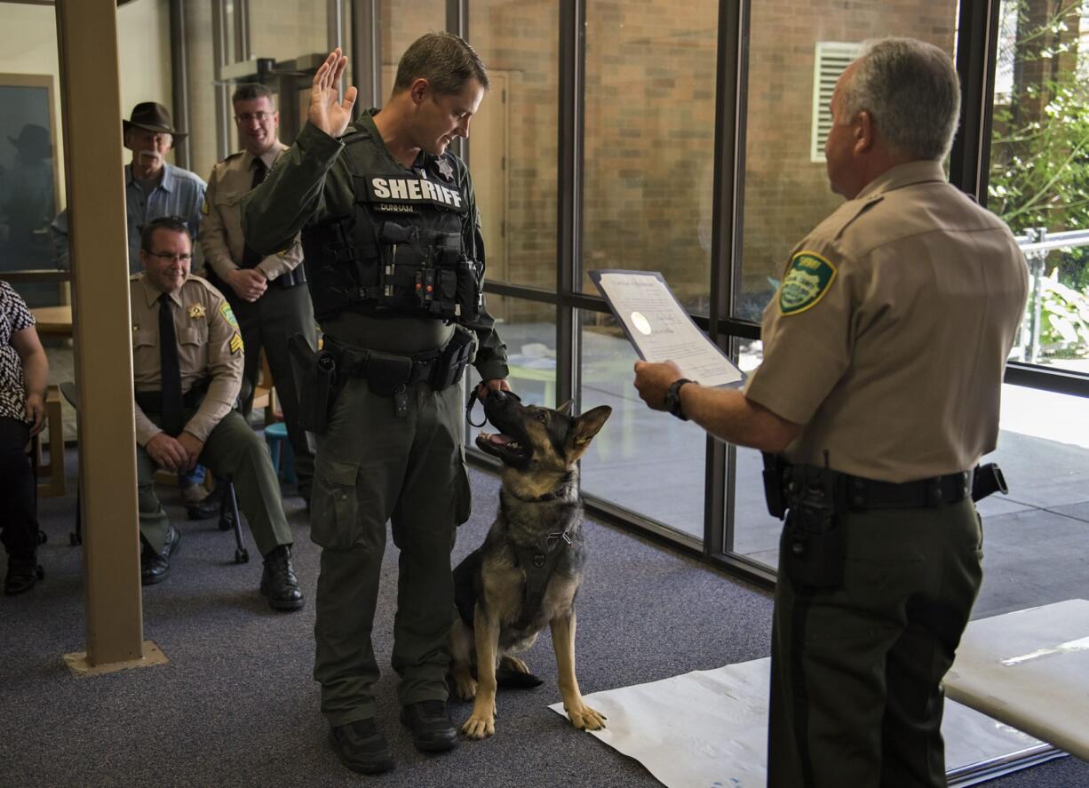 Gus looked up at his handler, Deputy Erik Dunham, as  Sheriff Chuck Atkins, right, conducted the ceremony to swear in Gus at the Clark County Sheriff's Office headquarters on Tuesday afternoon.