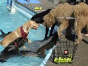 Dogs chase balls in the pool at Lake Shore Athletic club during a fundraiser for Humane Society for Southwest Washington.