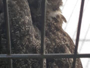 Officers found this great horned owl Monday alongside state Highway 14 east of Washougal, then took it to the Portland Audubon Society’s Wildlife Care Center.