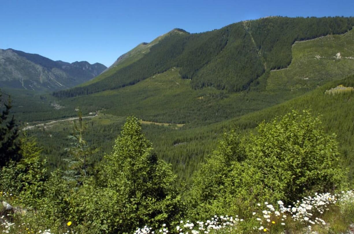 This photo taken in 2005 looks west from Forest Road 26 northeast of Spirit Lake toward Goat Mountain, the area where Ascot Resources Ltd. of Vancouver, B.C., is seeking to drill exploratory holes to study the possibility of mining for minerals such as copper, gold and molybdenum. The U.S. Forest Service recently issued a draft decision to consent to the work on the Gifford Pinchot National Forest despite heavy opposition from environmental groups and U.S. Sen. Maria Cantwell, D-Wash.