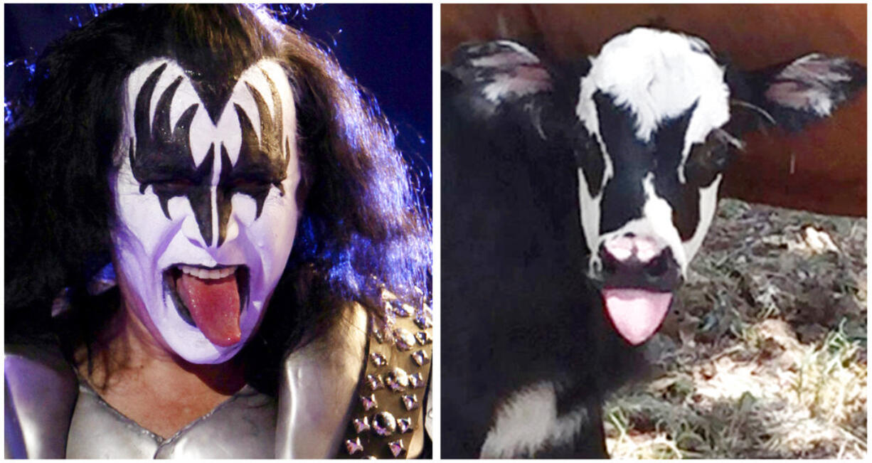 This July 28, 2017, photo at right, provided by Heather Taccetta in Kerrville, Texas, shows a newborn calf named Genie, with facial marking that resemble Gene Simmons, the bass player for the rock group KISS, shortly after its birth in Kerrville. On Sunday, July 31, 2017, Simmons, shown in an April 5, 2009, file photo, tweeted his admiration for the calf.