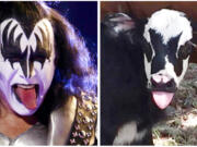 This July 28, 2017, photo at right, provided by Heather Taccetta in Kerrville, Texas, shows a newborn calf named Genie, with facial marking that resemble Gene Simmons, the bass player for the rock group KISS, shortly after its birth in Kerrville. On Sunday, July 31, 2017, Simmons, shown in an April 5, 2009, file photo, tweeted his admiration for the calf.