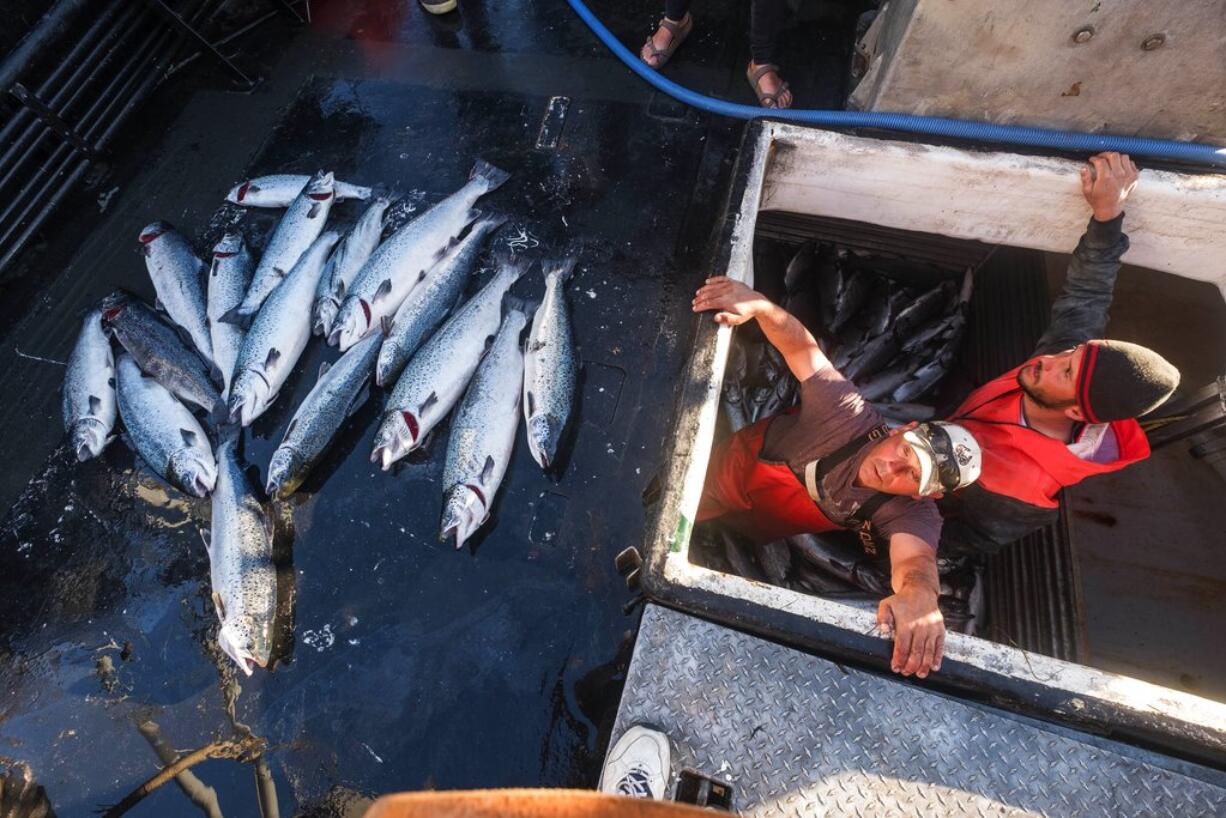 Allen Cooke, left, and Nathan Cultee emerge from the hold of the Marathon after having separated out the 16 farm-raised Atlantic salmon they caught fishing off Point Williams, Wash., on Tuesday, Aug. 22, 2017. Two boats sailed into Home Port Seafoods in Bellingham with several of the farm-raised Atlantic salmon that escaped from their nets Monday.