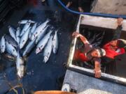 Allen Cooke, left, and Nathan Cultee emerge from the hold of the Marathon after having separated out the 16 farm-raised Atlantic salmon they caught fishing off Point Williams, Wash., on Tuesday, Aug. 22, 2017. Two boats sailed into Home Port Seafoods in Bellingham with several of the farm-raised Atlantic salmon that escaped from their nets Monday.