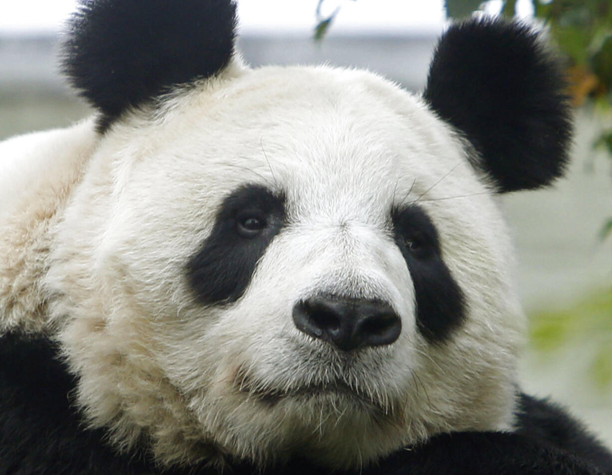 FILE - A Sept 22 2014 file photo of Tian Tian, the United Kingdom's at Edinburgh Zoo, Scotland. Edinburgh Zoo says the giant panda is believed to be pregnant. The zoo said Thursday, Aug. 24, 2017 that Tian Tian "is being closely monitored," but it can’t say when she will give birth.