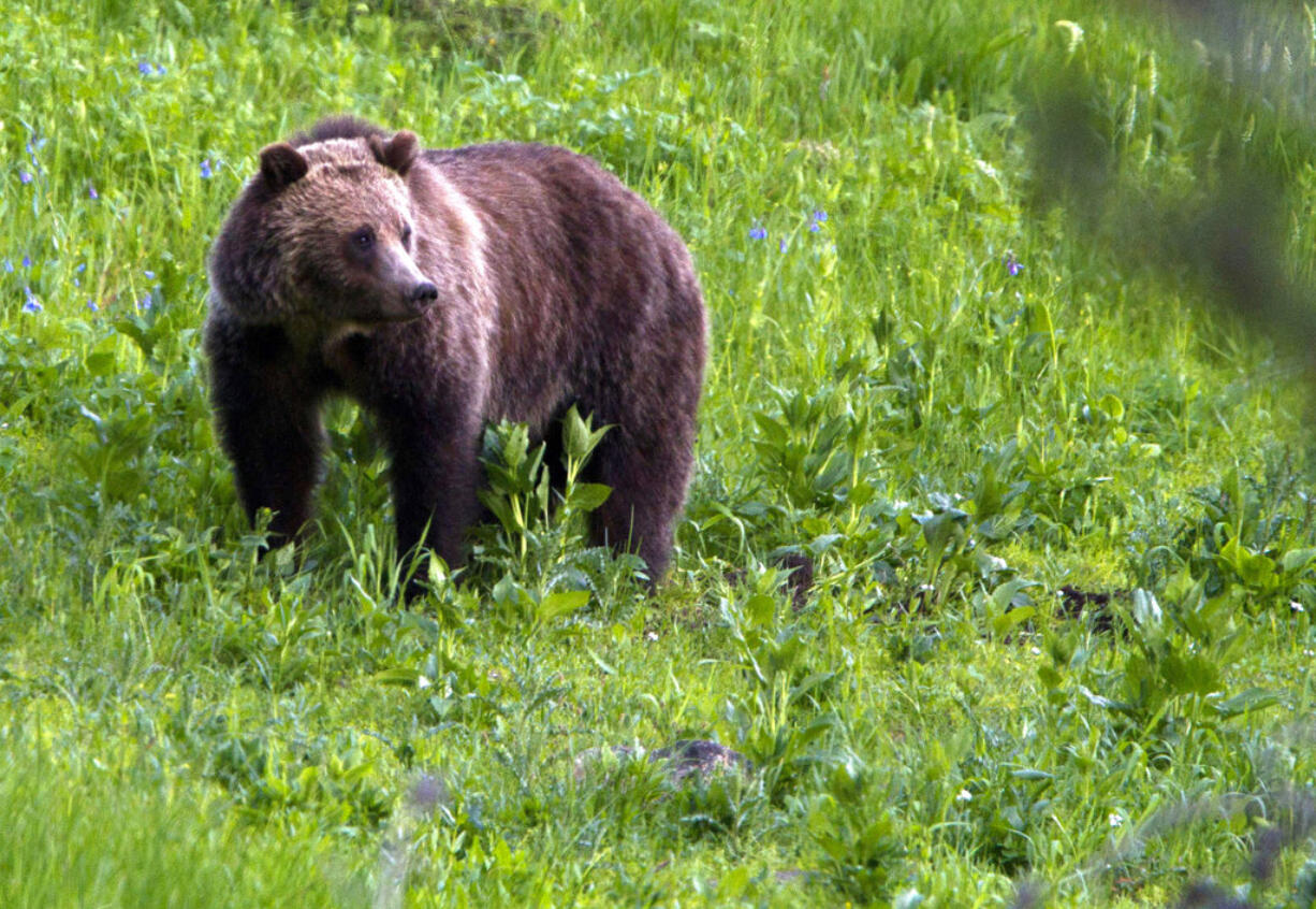 FILE - This July 6, 2011 file photo shows a grizzly bear roaming near Beaver Lake in Yellowstone National Park, Wyo. Wildlife advocates and a Montana Indian tribe are asking a U.S. court to restore protections for grizzly bears in and around Yellowstone National Park so that trophy hunting of the fearsome animals would not be allowed.