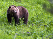 FILE - This July 6, 2011 file photo shows a grizzly bear roaming near Beaver Lake in Yellowstone National Park, Wyo. Wildlife advocates and a Montana Indian tribe are asking a U.S. court to restore protections for grizzly bears in and around Yellowstone National Park so that trophy hunting of the fearsome animals would not be allowed.