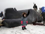 FILE - In this Oct. 7, 2014 file photo, Kendra Aiken stands wearing a parka made by her grandmother as she poses for a photo in front of a bowhead whale in a field near Utqiagvik, then known as Barrow, Alaska. Federal officials are reviewing annual quotas for 11 Alaska Native villages whose subsistence hunters are authorized to harvest bowhead whales. The National Oceanic and Atmospheric Administration says the public has until Sept. 14, 2017, to comment on catch limits for a six-year period to begin in 2019.