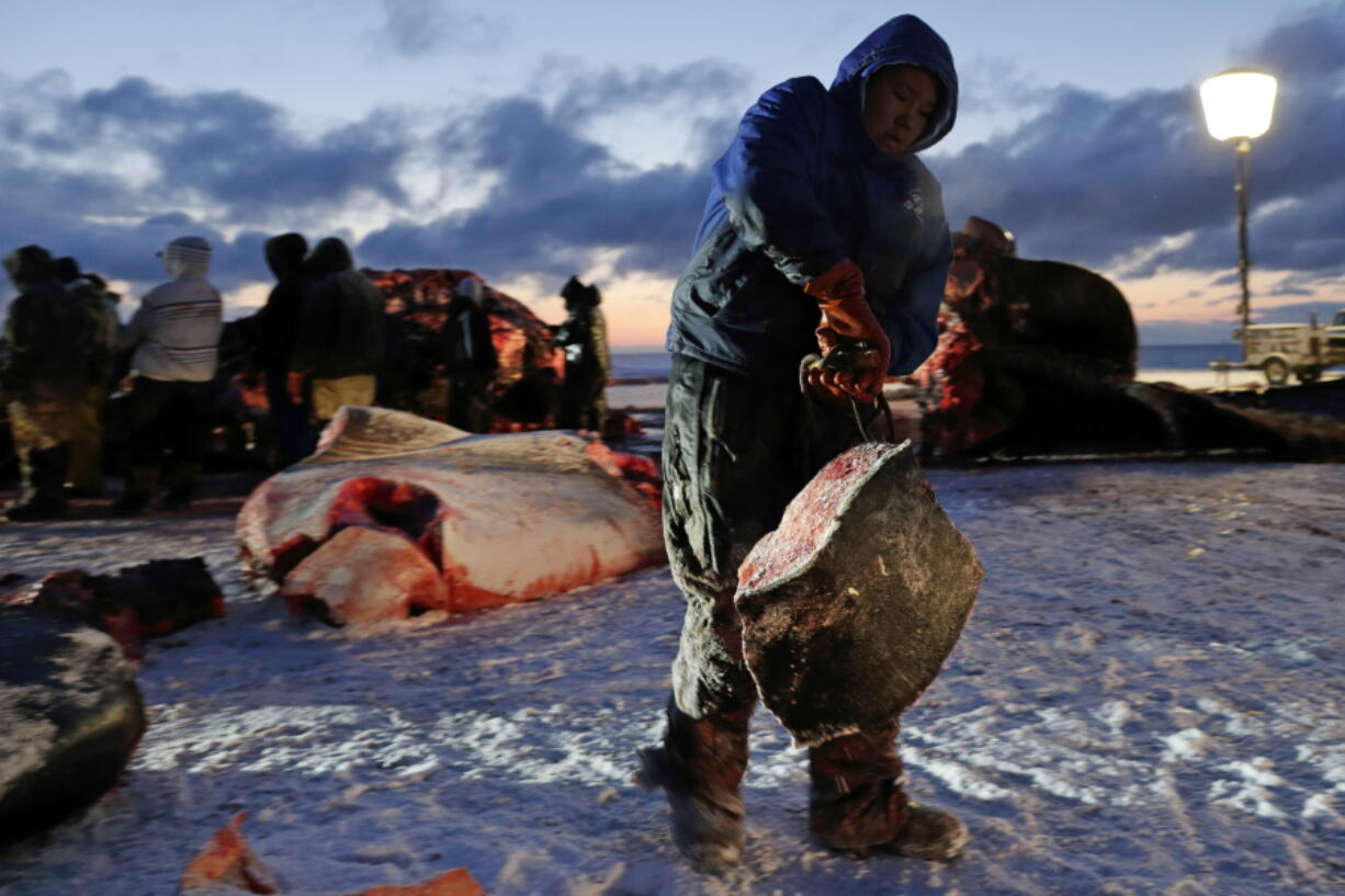 FILE - In this Oct. 7, 2014 file photo, a man hauls whale blubber as a bowhead whale is butchered near Utqiagvik, then known as Barrow, Alaska. Federal officials are reviewing annual quotas for 11 Alaska Native villages whose subsistence hunters are authorized to harvest bowhead whales. The National Oceanic and Atmospheric Administration says the public has until Sept. 14, 2017, to comment on catch limits for a six-year period to begin in 2019.