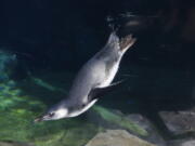 A baby penguin swims during it’s public debut Adrian Samora/Aquarium of the Pacific