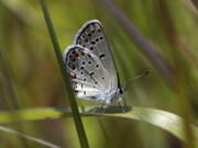 A Karner blue butterfly is seen after it was released at the Albany Pine Bush Preserve Commission in Albany, N.Y. Wildlife officials announced July 20 that the butterfly on the federal endangered species list is doing well in the sandy pine barrens west of Albany. The butterfly is also making a comeback through recovery efforts in Ohio and New Hampshire.