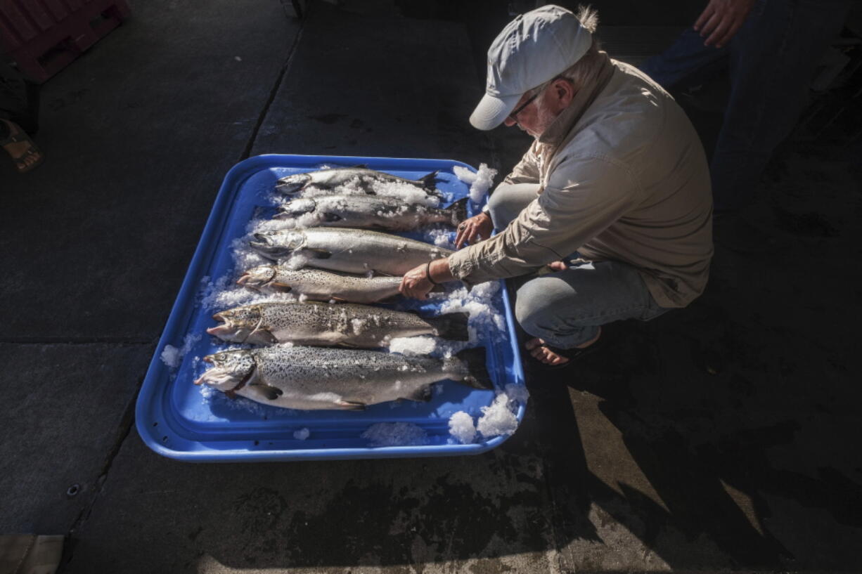 Riley Starks of Lummi Island Wild shows three of the farm-raised Atlantic salmon that were caught alongside four healthy Kings in Point Williams on Aug. 22.