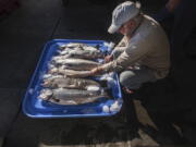 Riley Starks of Lummi Island Wild shows three of the farm-raised Atlantic salmon that were caught alongside four healthy Kings in Point Williams on Aug. 22.