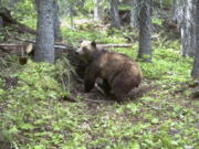 This photo taken in 2014 by an automatic trail camera shows an adult female grizzly bear in the Cabinet Mountains in northwest Montana. U.S.