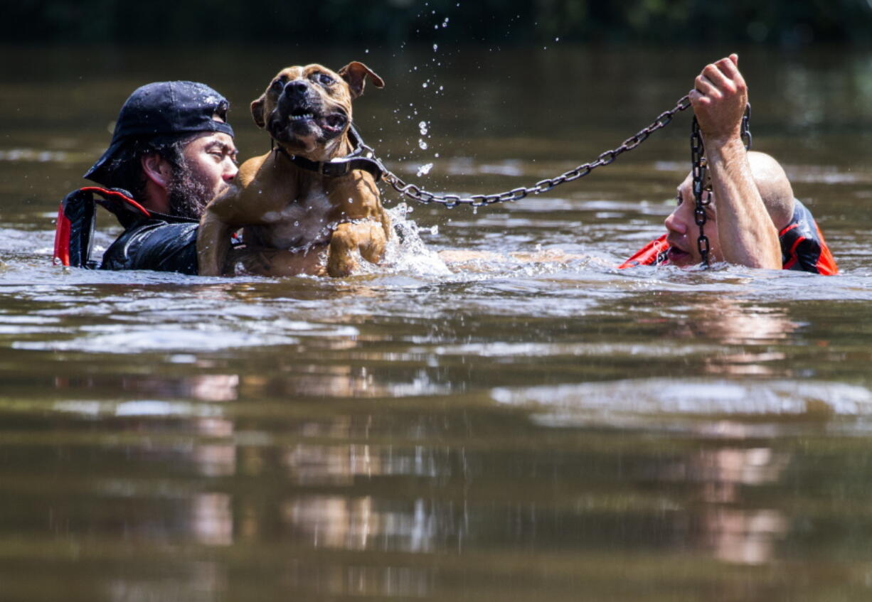 Marine Corps League member Jeff Webb, left, and rescue diver Stephan Bradshaw, rescue a dog that was chained to a flooded porch Thursday in Lumberton, Texas.