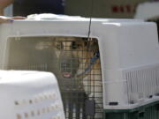 One dog in a load of 35 from Texas shelters looks out while being unloaded after being flown to make space for companion animals rescued in the Hurricane Harvey aftermath, Wednesday, Aug. 30, 2017, at Boeing Field in Seattle. The dogs arriving in Seattle were already in Texas shelters when Harvey hit and are being transferred to Seattle-area shelters so animals displaced from the flooding can be cared for in Texas until they can be reunited with their families there. The rescue transfer is a collaboration between Humane Society of the United States, Wings of Rescue, the Progressive Animal Welfare Society (PAWS) and other Seattle-area shelters.