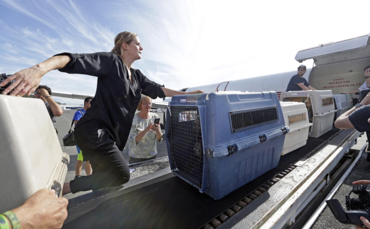 Volunteers unload 35 dogs from Texas shelters flown to make space for companion animals rescued in the Hurricane Harvey aftermath, Wednesday, Aug. 30, 2017, in Seattle. The dogs arriving in Seattle were already in Texas shelters when Harvey hit and are being transferred to Seattle-area shelters so animals displaced from the flooding can be cared for in Texas until they can be reunited with their families there. The rescue transfer is a collaboration between Humane Society of the United States, Wings of Rescue, the Progressive Animal Welfare Society (PAWS) and other Seattle-area shelters.