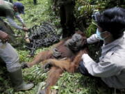 Conservationists of Sumatran Orangutan Conservation Program prepare a makeshift stretcher to carry a tranquilized male orangutan to be relocated from a swath of destructed forest located too close too a palm oil plantation at Tripa peat swamp in Aceh province, Indonesia. It’s been called the orangutan capital of the world, but the great apes in Indonesia’s Tripa peat forest on the island of Sumatra are under threat by palm oil plantations that have gobbled up thousands of acres of land to make room for trees that produce the most consumed vegetable oil on the planet.