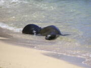 A Hawaiian monk seal pup, left, and her mother rest Tuesday on a Waikiki beach in Honolulu. The pup, which has been named Kaimana, has been left by his mother. That has led officials to believe the pup was weaned and led scientists to relocate the her.